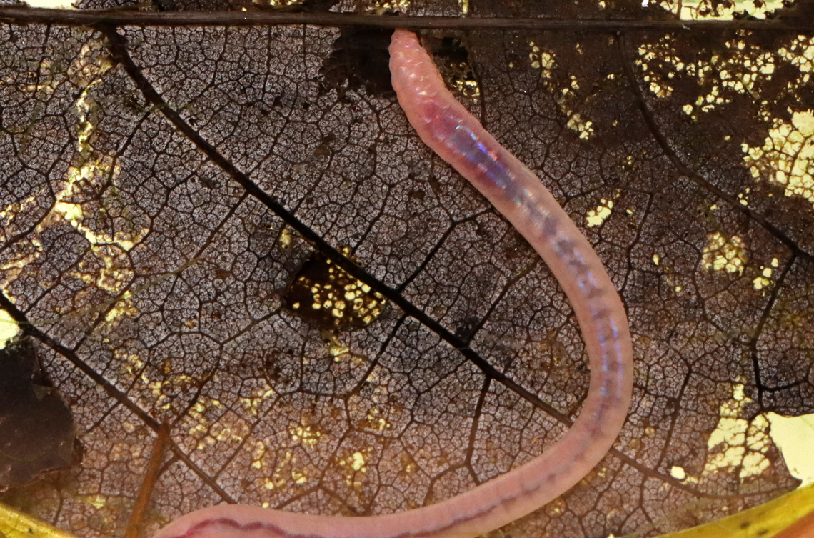 Aquatic Worm - Family Naididae This worm was really fun to watch. It could curl it's body up and then stretch it out to be much longer than expected. It maneuvered through small holes in leaves and pulled it's entire body through. I accidentally broke a piece of it off and was relieved when it was completely unaffected. <br />
<br />
Habitat: Collected from the muck on the bottom of a small woodland pond.<br />
<br />
<section class="video"><iframe width="448" height="252" src="https://player.vimeo.com/video/724513245?title=0&byline=0&portrait=0" frameborder="0"></iframe></section><br />
<figure class="photo"><a href="https://www.jungledragon.com/image/137212/aquatic_worm_-_family_naididae.html" title="Aquatic Worm - Family Naididae"><img src="https://s3.amazonaws.com/media.jungledragon.com/images/3232/137212_thumb.jpg?AWSAccessKeyId=05GMT0V3GWVNE7GGM1R2&Expires=1759968010&Signature=zDL%2FtT01fCQFCfVMCEo39Rz5sQU%3D" width="200" height="140" alt="Aquatic Worm - Family Naididae This worm was really fun to watch. It could curl it's body up and then stretch it out to be much longer than expected. It maneuvered through small holes in leaves and pulled it's entire body through. I accidentally broke a piece of it off and was relieved when it was completely unaffected. <br />
<br />
Habitat: Collected from the muck on the bottom of a small woodland pond.<br />
<br />
https://vimeo.com/724513245<br />
<br />
https://www.jungledragon.com/image/137212/aquatic_worm_-_family_naididae.html<br />
https://www.jungledragon.com/image/137215/aquatic_worm_-_family_naididae.html<br />
https://www.jungledragon.com/image/137214/aquatic_worm_-_family_naididae.html<br />
https://www.jungledragon.com/image/137213/aquatic_worm_-_family_naididae.html Geotagged,Summer,United States" /></a></figure><br />
<figure class="photo"><a href="https://www.jungledragon.com/image/137215/aquatic_worm_-_family_naididae.html" title="Aquatic Worm - Family Naididae"><img src="https://s3.amazonaws.com/media.jungledragon.com/images/3232/137215_thumb.jpg?AWSAccessKeyId=05GMT0V3GWVNE7GGM1R2&Expires=1759968010&Signature=yZCni%2BFPpKQaP0HGqWQ8REL3ECo%3D" width="200" height="188" alt="Aquatic Worm - Family Naididae This worm was really fun to watch. It could curl it's body up and then stretch it out to be much longer than expected. It maneuvered through small holes in leaves and pulled it's entire body through. I accidentally broke a piece of it off and was relieved when it was completely unaffected. <br />
<br />
Habitat: Collected from the muck on the bottom of a small woodland pond.<br />
<br />
https://vimeo.com/724513245<br />
<br />
https://www.jungledragon.com/image/137212/aquatic_worm_-_family_naididae.html<br />
https://www.jungledragon.com/image/137215/aquatic_worm_-_family_naididae.html<br />
https://www.jungledragon.com/image/137214/aquatic_worm_-_family_naididae.html<br />
https://www.jungledragon.com/image/137213/aquatic_worm_-_family_naididae.html Geotagged,Summer,United States,annelid,annelida,aquatic worm,clitellate oligochaete worm,naididae,oligochaete worm,worm" /></a></figure><br />
<figure class="photo"><a href="https://www.jungledragon.com/image/137214/aquatic_worm_-_family_naididae.html" title="Aquatic Worm - Family Naididae"><img src="https://s3.amazonaws.com/media.jungledragon.com/images/3232/137214_thumb.jpg?AWSAccessKeyId=05GMT0V3GWVNE7GGM1R2&Expires=1759968010&Signature=DkHHKNvSlesBdxjc%2FWwfCPe5tc0%3D" width="200" height="120" alt="Aquatic Worm - Family Naididae This worm was really fun to watch. It could curl it's body up and then stretch it out to be much longer than expected. It maneuvered through small holes in leaves and pulled it's entire body through. I accidentally broke a piece of it off and was relieved when it was completely unaffected. <br />
<br />
Habitat: Collected from the muck on the bottom of a small woodland pond.<br />
<br />
https://vimeo.com/724513245<br />
<br />
https://www.jungledragon.com/image/137212/aquatic_worm_-_family_naididae.html<br />
https://www.jungledragon.com/image/137215/aquatic_worm_-_family_naididae.html<br />
https://www.jungledragon.com/image/137214/aquatic_worm_-_family_naididae.html<br />
https://www.jungledragon.com/image/137213/aquatic_worm_-_family_naididae.html Geotagged,Summer,United States" /></a></figure><br />
<figure class="photo"><a href="https://www.jungledragon.com/image/137213/aquatic_worm_-_family_naididae.html" title="Aquatic Worm - Family Naididae"><img src="https://s3.amazonaws.com/media.jungledragon.com/images/3232/137213_thumb.jpg?AWSAccessKeyId=05GMT0V3GWVNE7GGM1R2&Expires=1759968010&Signature=4uEai6fdUkyv7Ju72Nobq4bppus%3D" width="200" height="134" alt="Aquatic Worm - Family Naididae This worm was really fun to watch. It could curl it's body up and then stretch it out to be much longer than expected. It maneuvered through small holes in leaves and pulled it's entire body through. I accidentally broke a piece of it off and was relieved when it was completely unaffected. <br />
<br />
Habitat: Collected from the muck on the bottom of a small woodland pond.<br />
<br />
https://vimeo.com/724513245<br />
https://www.jungledragon.com/image/137212/aquatic_worm_-_family_naididae.html<br />
https://www.jungledragon.com/image/137215/aquatic_worm_-_family_naididae.html<br />
https://www.jungledragon.com/image/137214/aquatic_worm_-_family_naididae.html<br />
https://www.jungledragon.com/image/137213/aquatic_worm_-_family_naididae.html Geotagged,Summer,United States" /></a></figure> Geotagged,Summer,United States