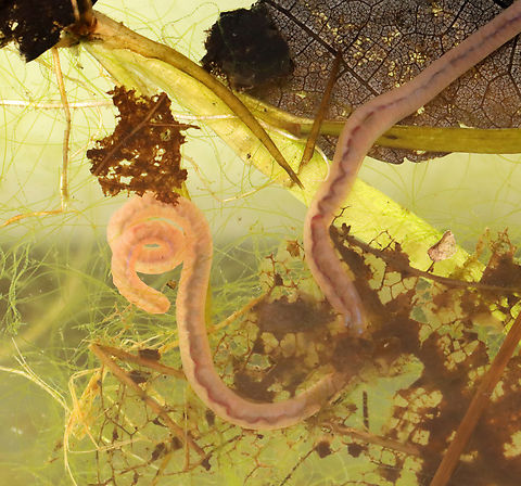Aquatic Worm - Family Naididae This worm was really fun to watch. It could curl it's body up and then stretch it out to be much longer than expected. It maneuvered through small holes in leaves and pulled it's entire body through. I accidentally broke a piece of it off and was relieved when it was completely unaffected. 

Habitat: Collected from the muck on the bottom of a small woodland pond.

https://vimeo.com/724513245

https://www.jungledragon.com/image/137212/aquatic_worm_-_family_naididae.html
https://www.jungledragon.com/image/137215/aquatic_worm_-_family_naididae.html
https://www.jungledragon.com/image/137214/aquatic_worm_-_family_naididae.html
https://www.jungledragon.com/image/137213/aquatic_worm_-_family_naididae.html Geotagged,Summer,United States,annelid,annelida,aquatic worm,clitellate oligochaete worm,naididae,oligochaete worm,worm