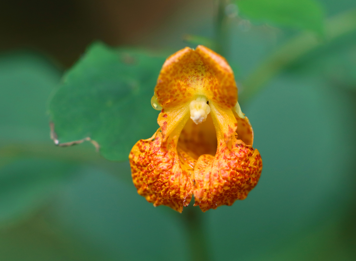 Orange Jewelweed - Impatiens capensis Habitat: Meadow Geotagged,Impatiens,Impatiens capensis,Orange jewelweed,Summer,United States,jewelweed
