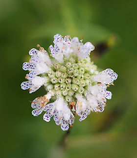 Broad-leaved Mountain Mint - Pycnanthemum muticum Habitat: Garden Broad-leaved Mountain Mint,Geotagged,Pycnanthemum muticum,Summer,United States,mountain mint,pycnanthemum