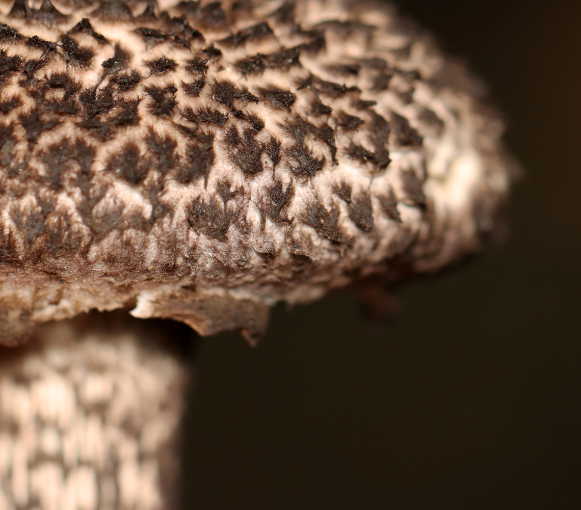 Old Man of the Woods - Strobilomyces sp. The flesh turned orange-pink when cut.<br />
<br />
Habitat: Growing under pine in a meadow<br />
<figure class="photo"><a href="https://www.jungledragon.com/image/137334/old_man_of_the_woods_-_strobilomyces_sp.html" title="Old Man of the Woods - Strobilomyces sp."><img src="https://s3.amazonaws.com/media.jungledragon.com/images/3232/137334_thumb.jpg?AWSAccessKeyId=05GMT0V3GWVNE7GGM1R2&Expires=1759968010&Signature=VjD3%2FLbOqGQqkCBredBNrOq7hXM%3D" width="200" height="160" alt="Old Man of the Woods - Strobilomyces sp. The flesh turned orange-pink when cut.<br />
<br />
Habitat: Growing under pine in a meadow<br />
https://www.jungledragon.com/image/137334/old_man_of_the_woods_-_strobilomyces_sp.html<br />
https://www.jungledragon.com/image/137333/old_man_of_the_woods_-_strobilomyces_sp.html<br />
https://www.jungledragon.com/image/137332/old_man_of_the_woods_-_strobilomyces_sp.html<br />
https://www.jungledragon.com/image/137331/old_man_of_the_woods_-_strobilomyces_sp.html<br />
https://www.jungledragon.com/image/137330/old_man_of_the_woods_-_strobilomyces_sp.html Geotagged,Strobilomyces,Summer,United States,fungus,mushroom,old man of the woods" /></a></figure><br />
<figure class="photo"><a href="https://www.jungledragon.com/image/137333/old_man_of_the_woods_-_strobilomyces_sp.html" title="Old Man of the Woods - Strobilomyces sp."><img src="https://s3.amazonaws.com/media.jungledragon.com/images/3232/137333_thumb.jpg?AWSAccessKeyId=05GMT0V3GWVNE7GGM1R2&Expires=1759968010&Signature=OI9AUNDGFeVhu40WV9veeKpKa84%3D" width="116" height="152" alt="Old Man of the Woods - Strobilomyces sp. The flesh turned orange-pink when cut.<br />
<br />
Habitat: Growing under pine in a meadow<br />
https://www.jungledragon.com/image/137334/old_man_of_the_woods_-_strobilomyces_sp.html<br />
https://www.jungledragon.com/image/137333/old_man_of_the_woods_-_strobilomyces_sp.html<br />
https://www.jungledragon.com/image/137332/old_man_of_the_woods_-_strobilomyces_sp.html<br />
https://www.jungledragon.com/image/137331/old_man_of_the_woods_-_strobilomyces_sp.html<br />
https://www.jungledragon.com/image/137330/old_man_of_the_woods_-_strobilomyces_sp.html Geotagged,Summer,United States" /></a></figure><br />
<figure class="photo"><a href="https://www.jungledragon.com/image/137332/old_man_of_the_woods_-_strobilomyces_sp.html" title="Old Man of the Woods - Strobilomyces sp."><img src="https://s3.amazonaws.com/media.jungledragon.com/images/3232/137332_thumb.jpg?AWSAccessKeyId=05GMT0V3GWVNE7GGM1R2&Expires=1759968010&Signature=eCFAeSSez4lkrBUxbNRXffLSuGE%3D" width="200" height="134" alt="Old Man of the Woods - Strobilomyces sp. The flesh turned orange-pink when cut.<br />
<br />
Habitat: Growing under pine in a meadow<br />
https://www.jungledragon.com/image/137334/old_man_of_the_woods_-_strobilomyces_sp.html<br />
https://www.jungledragon.com/image/137333/old_man_of_the_woods_-_strobilomyces_sp.html<br />
https://www.jungledragon.com/image/137332/old_man_of_the_woods_-_strobilomyces_sp.html<br />
https://www.jungledragon.com/image/137331/old_man_of_the_woods_-_strobilomyces_sp.html<br />
https://www.jungledragon.com/image/137330/old_man_of_the_woods_-_strobilomyces_sp.html Geotagged,Summer,United States" /></a></figure><br />
<figure class="photo"><a href="https://www.jungledragon.com/image/137331/old_man_of_the_woods_-_strobilomyces_sp.html" title="Old Man of the Woods - Strobilomyces sp."><img src="https://s3.amazonaws.com/media.jungledragon.com/images/3232/137331_thumb.jpg?AWSAccessKeyId=05GMT0V3GWVNE7GGM1R2&Expires=1759968010&Signature=3WVZWFlDMiZQLYkThBRENSGxlLE%3D" width="200" height="122" alt="Old Man of the Woods - Strobilomyces sp. The flesh turned orange-pink when cut.<br />
<br />
Habitat: Growing under pine in a meadow<br />
https://www.jungledragon.com/image/137334/old_man_of_the_woods_-_strobilomyces_sp.html<br />
https://www.jungledragon.com/image/137333/old_man_of_the_woods_-_strobilomyces_sp.html<br />
https://www.jungledragon.com/image/137332/old_man_of_the_woods_-_strobilomyces_sp.html<br />
https://www.jungledragon.com/image/137331/old_man_of_the_woods_-_strobilomyces_sp.html<br />
https://www.jungledragon.com/image/137330/old_man_of_the_woods_-_strobilomyces_sp.html Geotagged,Summer,United States" /></a></figure><br />
<figure class="photo"><a href="https://www.jungledragon.com/image/137330/old_man_of_the_woods_-_strobilomyces_sp.html" title="Old Man of the Woods - Strobilomyces sp."><img src="https://s3.amazonaws.com/media.jungledragon.com/images/3232/137330_thumb.jpg?AWSAccessKeyId=05GMT0V3GWVNE7GGM1R2&Expires=1759968010&Signature=%2Ft2TRBx8RX0Qko%2B19%2Fx0aEwl%2BEU%3D" width="200" height="176" alt="Old Man of the Woods - Strobilomyces sp. The flesh turned orange-pink when cut.<br />
<br />
Habitat: Growing under pine in a meadow<br />
https://www.jungledragon.com/image/137334/old_man_of_the_woods_-_strobilomyces_sp.html<br />
https://www.jungledragon.com/image/137333/old_man_of_the_woods_-_strobilomyces_sp.html<br />
https://www.jungledragon.com/image/137332/old_man_of_the_woods_-_strobilomyces_sp.html<br />
https://www.jungledragon.com/image/137331/old_man_of_the_woods_-_strobilomyces_sp.html<br />
https://www.jungledragon.com/image/137330/old_man_of_the_woods_-_strobilomyces_sp.html Geotagged,Summer,United States" /></a></figure> Geotagged,Summer,United States