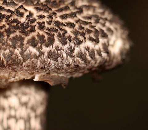 Old Man of the Woods - Strobilomyces sp. The flesh turned orange-pink when cut.

Habitat: Growing under pine in a meadow
https://www.jungledragon.com/image/137334/old_man_of_the_woods_-_strobilomyces_sp.html
https://www.jungledragon.com/image/137333/old_man_of_the_woods_-_strobilomyces_sp.html
https://www.jungledragon.com/image/137332/old_man_of_the_woods_-_strobilomyces_sp.html
https://www.jungledragon.com/image/137331/old_man_of_the_woods_-_strobilomyces_sp.html
https://www.jungledragon.com/image/137330/old_man_of_the_woods_-_strobilomyces_sp.html Geotagged,Summer,United States