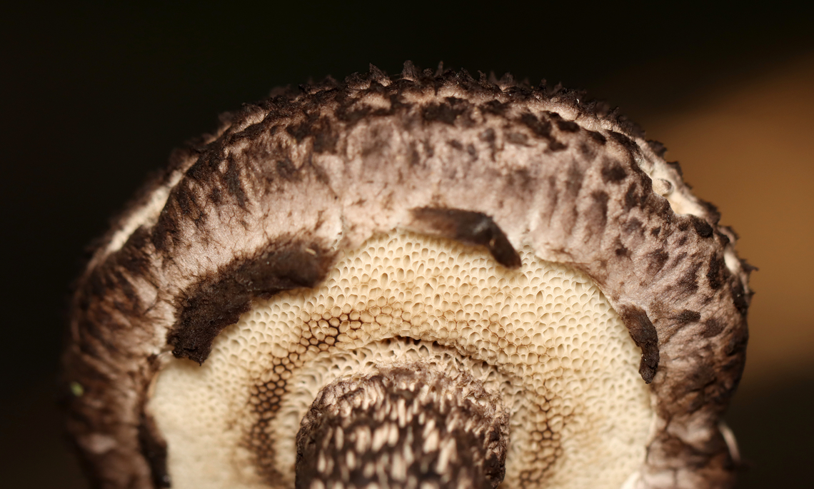 Old Man of the Woods - Strobilomyces sp. The flesh turned orange-pink when cut.<br />
<br />
Habitat: Growing under pine in a meadow<br />
<figure class="photo"><a href="https://www.jungledragon.com/image/137334/old_man_of_the_woods_-_strobilomyces_sp.html" title="Old Man of the Woods - Strobilomyces sp."><img src="https://s3.amazonaws.com/media.jungledragon.com/images/3232/137334_thumb.jpg?AWSAccessKeyId=05GMT0V3GWVNE7GGM1R2&Expires=1759968010&Signature=VjD3%2FLbOqGQqkCBredBNrOq7hXM%3D" width="200" height="160" alt="Old Man of the Woods - Strobilomyces sp. The flesh turned orange-pink when cut.<br />
<br />
Habitat: Growing under pine in a meadow<br />
https://www.jungledragon.com/image/137334/old_man_of_the_woods_-_strobilomyces_sp.html<br />
https://www.jungledragon.com/image/137333/old_man_of_the_woods_-_strobilomyces_sp.html<br />
https://www.jungledragon.com/image/137332/old_man_of_the_woods_-_strobilomyces_sp.html<br />
https://www.jungledragon.com/image/137331/old_man_of_the_woods_-_strobilomyces_sp.html<br />
https://www.jungledragon.com/image/137330/old_man_of_the_woods_-_strobilomyces_sp.html Geotagged,Strobilomyces,Summer,United States,fungus,mushroom,old man of the woods" /></a></figure><br />
<figure class="photo"><a href="https://www.jungledragon.com/image/137333/old_man_of_the_woods_-_strobilomyces_sp.html" title="Old Man of the Woods - Strobilomyces sp."><img src="https://s3.amazonaws.com/media.jungledragon.com/images/3232/137333_thumb.jpg?AWSAccessKeyId=05GMT0V3GWVNE7GGM1R2&Expires=1759968010&Signature=OI9AUNDGFeVhu40WV9veeKpKa84%3D" width="116" height="152" alt="Old Man of the Woods - Strobilomyces sp. The flesh turned orange-pink when cut.<br />
<br />
Habitat: Growing under pine in a meadow<br />
https://www.jungledragon.com/image/137334/old_man_of_the_woods_-_strobilomyces_sp.html<br />
https://www.jungledragon.com/image/137333/old_man_of_the_woods_-_strobilomyces_sp.html<br />
https://www.jungledragon.com/image/137332/old_man_of_the_woods_-_strobilomyces_sp.html<br />
https://www.jungledragon.com/image/137331/old_man_of_the_woods_-_strobilomyces_sp.html<br />
https://www.jungledragon.com/image/137330/old_man_of_the_woods_-_strobilomyces_sp.html Geotagged,Summer,United States" /></a></figure><br />
<figure class="photo"><a href="https://www.jungledragon.com/image/137332/old_man_of_the_woods_-_strobilomyces_sp.html" title="Old Man of the Woods - Strobilomyces sp."><img src="https://s3.amazonaws.com/media.jungledragon.com/images/3232/137332_thumb.jpg?AWSAccessKeyId=05GMT0V3GWVNE7GGM1R2&Expires=1759968010&Signature=eCFAeSSez4lkrBUxbNRXffLSuGE%3D" width="200" height="134" alt="Old Man of the Woods - Strobilomyces sp. The flesh turned orange-pink when cut.<br />
<br />
Habitat: Growing under pine in a meadow<br />
https://www.jungledragon.com/image/137334/old_man_of_the_woods_-_strobilomyces_sp.html<br />
https://www.jungledragon.com/image/137333/old_man_of_the_woods_-_strobilomyces_sp.html<br />
https://www.jungledragon.com/image/137332/old_man_of_the_woods_-_strobilomyces_sp.html<br />
https://www.jungledragon.com/image/137331/old_man_of_the_woods_-_strobilomyces_sp.html<br />
https://www.jungledragon.com/image/137330/old_man_of_the_woods_-_strobilomyces_sp.html Geotagged,Summer,United States" /></a></figure><br />
<figure class="photo"><a href="https://www.jungledragon.com/image/137331/old_man_of_the_woods_-_strobilomyces_sp.html" title="Old Man of the Woods - Strobilomyces sp."><img src="https://s3.amazonaws.com/media.jungledragon.com/images/3232/137331_thumb.jpg?AWSAccessKeyId=05GMT0V3GWVNE7GGM1R2&Expires=1759968010&Signature=3WVZWFlDMiZQLYkThBRENSGxlLE%3D" width="200" height="122" alt="Old Man of the Woods - Strobilomyces sp. The flesh turned orange-pink when cut.<br />
<br />
Habitat: Growing under pine in a meadow<br />
https://www.jungledragon.com/image/137334/old_man_of_the_woods_-_strobilomyces_sp.html<br />
https://www.jungledragon.com/image/137333/old_man_of_the_woods_-_strobilomyces_sp.html<br />
https://www.jungledragon.com/image/137332/old_man_of_the_woods_-_strobilomyces_sp.html<br />
https://www.jungledragon.com/image/137331/old_man_of_the_woods_-_strobilomyces_sp.html<br />
https://www.jungledragon.com/image/137330/old_man_of_the_woods_-_strobilomyces_sp.html Geotagged,Summer,United States" /></a></figure><br />
<figure class="photo"><a href="https://www.jungledragon.com/image/137330/old_man_of_the_woods_-_strobilomyces_sp.html" title="Old Man of the Woods - Strobilomyces sp."><img src="https://s3.amazonaws.com/media.jungledragon.com/images/3232/137330_thumb.jpg?AWSAccessKeyId=05GMT0V3GWVNE7GGM1R2&Expires=1759968010&Signature=%2Ft2TRBx8RX0Qko%2B19%2Fx0aEwl%2BEU%3D" width="200" height="176" alt="Old Man of the Woods - Strobilomyces sp. The flesh turned orange-pink when cut.<br />
<br />
Habitat: Growing under pine in a meadow<br />
https://www.jungledragon.com/image/137334/old_man_of_the_woods_-_strobilomyces_sp.html<br />
https://www.jungledragon.com/image/137333/old_man_of_the_woods_-_strobilomyces_sp.html<br />
https://www.jungledragon.com/image/137332/old_man_of_the_woods_-_strobilomyces_sp.html<br />
https://www.jungledragon.com/image/137331/old_man_of_the_woods_-_strobilomyces_sp.html<br />
https://www.jungledragon.com/image/137330/old_man_of_the_woods_-_strobilomyces_sp.html Geotagged,Summer,United States" /></a></figure> Geotagged,Summer,United States