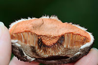 Old Man of the Woods - Strobilomyces sp. The flesh turned orange-pink when cut.<br />
<br />
Habitat: Growing under pine in a meadow<br />
https://www.jungledragon.com/image/137334/old_man_of_the_woods_-_strobilomyces_sp.html<br />
https://www.jungledragon.com/image/137333/old_man_of_the_woods_-_strobilomyces_sp.html<br />
https://www.jungledragon.com/image/137332/old_man_of_the_woods_-_strobilomyces_sp.html<br />
https://www.jungledragon.com/image/137331/old_man_of_the_woods_-_strobilomyces_sp.html<br />
https://www.jungledragon.com/image/137330/old_man_of_the_woods_-_strobilomyces_sp.html Geotagged,Summer,United States
