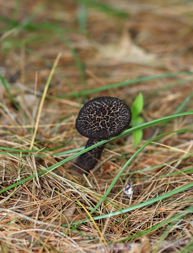 Old Man of the Woods - Strobilomyces sp. The flesh turned orange-pink when cut.<br />
<br />
Habitat: Growing under pine in a meadow<br />
<figure class="photo"><a href="https://www.jungledragon.com/image/137334/old_man_of_the_woods_-_strobilomyces_sp.html" title="Old Man of the Woods - Strobilomyces sp."><img src="https://s3.amazonaws.com/media.jungledragon.com/images/3232/137334_thumb.jpg?AWSAccessKeyId=05GMT0V3GWVNE7GGM1R2&Expires=1759968010&Signature=VjD3%2FLbOqGQqkCBredBNrOq7hXM%3D" width="200" height="160" alt="Old Man of the Woods - Strobilomyces sp. The flesh turned orange-pink when cut.<br />
<br />
Habitat: Growing under pine in a meadow<br />
https://www.jungledragon.com/image/137334/old_man_of_the_woods_-_strobilomyces_sp.html<br />
https://www.jungledragon.com/image/137333/old_man_of_the_woods_-_strobilomyces_sp.html<br />
https://www.jungledragon.com/image/137332/old_man_of_the_woods_-_strobilomyces_sp.html<br />
https://www.jungledragon.com/image/137331/old_man_of_the_woods_-_strobilomyces_sp.html<br />
https://www.jungledragon.com/image/137330/old_man_of_the_woods_-_strobilomyces_sp.html Geotagged,Strobilomyces,Summer,United States,fungus,mushroom,old man of the woods" /></a></figure><br />
<figure class="photo"><a href="https://www.jungledragon.com/image/137333/old_man_of_the_woods_-_strobilomyces_sp.html" title="Old Man of the Woods - Strobilomyces sp."><img src="https://s3.amazonaws.com/media.jungledragon.com/images/3232/137333_thumb.jpg?AWSAccessKeyId=05GMT0V3GWVNE7GGM1R2&Expires=1759968010&Signature=OI9AUNDGFeVhu40WV9veeKpKa84%3D" width="116" height="152" alt="Old Man of the Woods - Strobilomyces sp. The flesh turned orange-pink when cut.<br />
<br />
Habitat: Growing under pine in a meadow<br />
https://www.jungledragon.com/image/137334/old_man_of_the_woods_-_strobilomyces_sp.html<br />
https://www.jungledragon.com/image/137333/old_man_of_the_woods_-_strobilomyces_sp.html<br />
https://www.jungledragon.com/image/137332/old_man_of_the_woods_-_strobilomyces_sp.html<br />
https://www.jungledragon.com/image/137331/old_man_of_the_woods_-_strobilomyces_sp.html<br />
https://www.jungledragon.com/image/137330/old_man_of_the_woods_-_strobilomyces_sp.html Geotagged,Summer,United States" /></a></figure><br />
<figure class="photo"><a href="https://www.jungledragon.com/image/137332/old_man_of_the_woods_-_strobilomyces_sp.html" title="Old Man of the Woods - Strobilomyces sp."><img src="https://s3.amazonaws.com/media.jungledragon.com/images/3232/137332_thumb.jpg?AWSAccessKeyId=05GMT0V3GWVNE7GGM1R2&Expires=1759968010&Signature=eCFAeSSez4lkrBUxbNRXffLSuGE%3D" width="200" height="134" alt="Old Man of the Woods - Strobilomyces sp. The flesh turned orange-pink when cut.<br />
<br />
Habitat: Growing under pine in a meadow<br />
https://www.jungledragon.com/image/137334/old_man_of_the_woods_-_strobilomyces_sp.html<br />
https://www.jungledragon.com/image/137333/old_man_of_the_woods_-_strobilomyces_sp.html<br />
https://www.jungledragon.com/image/137332/old_man_of_the_woods_-_strobilomyces_sp.html<br />
https://www.jungledragon.com/image/137331/old_man_of_the_woods_-_strobilomyces_sp.html<br />
https://www.jungledragon.com/image/137330/old_man_of_the_woods_-_strobilomyces_sp.html Geotagged,Summer,United States" /></a></figure><br />
<figure class="photo"><a href="https://www.jungledragon.com/image/137331/old_man_of_the_woods_-_strobilomyces_sp.html" title="Old Man of the Woods - Strobilomyces sp."><img src="https://s3.amazonaws.com/media.jungledragon.com/images/3232/137331_thumb.jpg?AWSAccessKeyId=05GMT0V3GWVNE7GGM1R2&Expires=1759968010&Signature=3WVZWFlDMiZQLYkThBRENSGxlLE%3D" width="200" height="122" alt="Old Man of the Woods - Strobilomyces sp. The flesh turned orange-pink when cut.<br />
<br />
Habitat: Growing under pine in a meadow<br />
https://www.jungledragon.com/image/137334/old_man_of_the_woods_-_strobilomyces_sp.html<br />
https://www.jungledragon.com/image/137333/old_man_of_the_woods_-_strobilomyces_sp.html<br />
https://www.jungledragon.com/image/137332/old_man_of_the_woods_-_strobilomyces_sp.html<br />
https://www.jungledragon.com/image/137331/old_man_of_the_woods_-_strobilomyces_sp.html<br />
https://www.jungledragon.com/image/137330/old_man_of_the_woods_-_strobilomyces_sp.html Geotagged,Summer,United States" /></a></figure><br />
<figure class="photo"><a href="https://www.jungledragon.com/image/137330/old_man_of_the_woods_-_strobilomyces_sp.html" title="Old Man of the Woods - Strobilomyces sp."><img src="https://s3.amazonaws.com/media.jungledragon.com/images/3232/137330_thumb.jpg?AWSAccessKeyId=05GMT0V3GWVNE7GGM1R2&Expires=1759968010&Signature=%2Ft2TRBx8RX0Qko%2B19%2Fx0aEwl%2BEU%3D" width="200" height="176" alt="Old Man of the Woods - Strobilomyces sp. The flesh turned orange-pink when cut.<br />
<br />
Habitat: Growing under pine in a meadow<br />
https://www.jungledragon.com/image/137334/old_man_of_the_woods_-_strobilomyces_sp.html<br />
https://www.jungledragon.com/image/137333/old_man_of_the_woods_-_strobilomyces_sp.html<br />
https://www.jungledragon.com/image/137332/old_man_of_the_woods_-_strobilomyces_sp.html<br />
https://www.jungledragon.com/image/137331/old_man_of_the_woods_-_strobilomyces_sp.html<br />
https://www.jungledragon.com/image/137330/old_man_of_the_woods_-_strobilomyces_sp.html Geotagged,Summer,United States" /></a></figure> Geotagged,Summer,United States