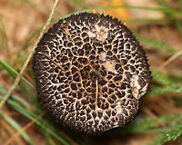 Old Man of the Woods - Strobilomyces sp. The flesh turned orange-pink when cut.<br />
<br />
Habitat: Growing under pine in a meadow<br />
https://www.jungledragon.com/image/137334/old_man_of_the_woods_-_strobilomyces_sp.html<br />
https://www.jungledragon.com/image/137333/old_man_of_the_woods_-_strobilomyces_sp.html<br />
https://www.jungledragon.com/image/137332/old_man_of_the_woods_-_strobilomyces_sp.html<br />
https://www.jungledragon.com/image/137331/old_man_of_the_woods_-_strobilomyces_sp.html<br />
https://www.jungledragon.com/image/137330/old_man_of_the_woods_-_strobilomyces_sp.html Geotagged,Strobilomyces,Summer,United States,fungus,mushroom,old man of the woods