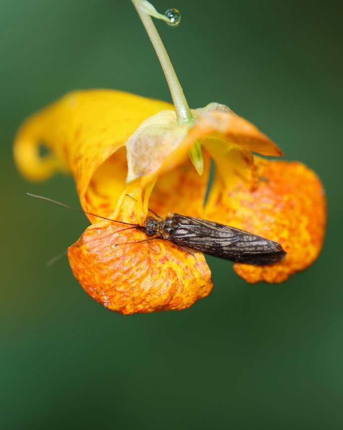 Caddisfly - Family Hydropsychidae Habitat: Meadow Geotagged,Hydropsychidae,Summer,United States,caddisfly,trichoptera