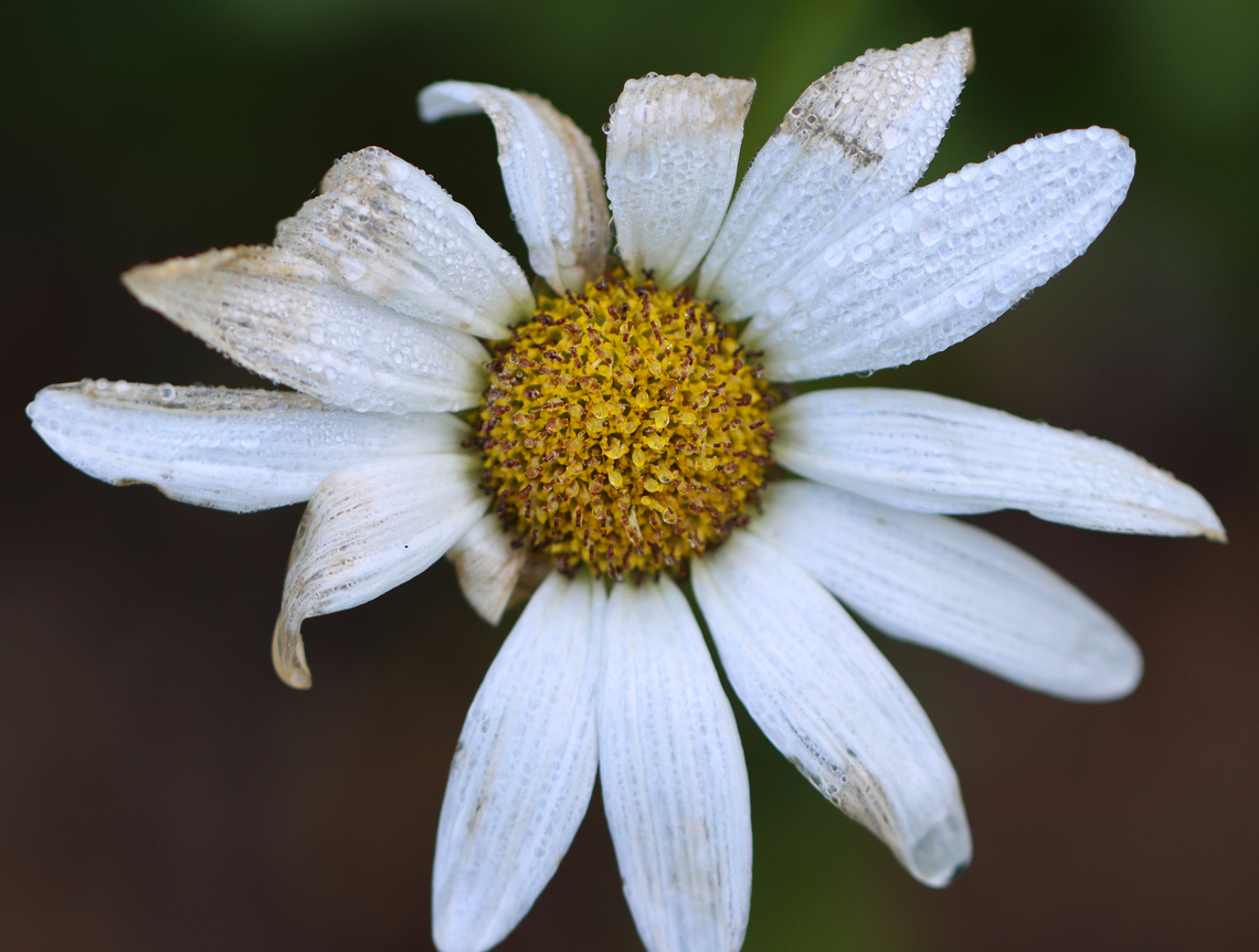 Tribe Anthemideae, Leucanthemum sp. or Anthemis sp.? I&#039;m not sure what this is and unfortunately didn&#039;t get a shot of the leaves, if there were any.<br />
<br />
Habitat: Garden Anthemideae,Geotagged,Summer,United States