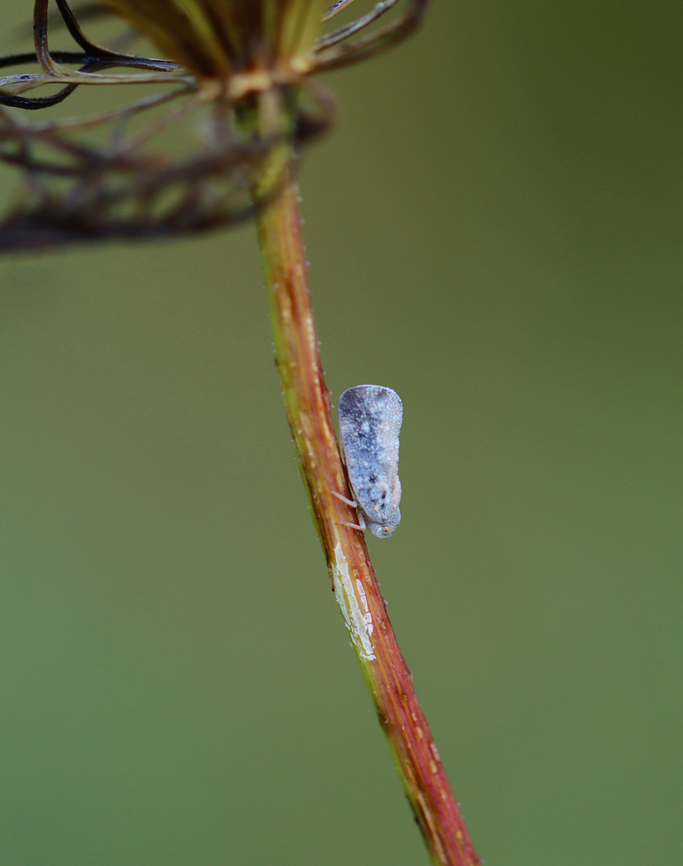 Citrus flatid planthopper - Metcalfa pruinosa I wonder if the white stuff is feeding damage? Or eggs? Maybe just some kind of plant exudate?<br />
<br />
Habitat: Daucus carota; meadow<br />
<figure class="photo"><a href="https://www.jungledragon.com/image/137338/citrus_flatid_planthopper_-_metcalfa_pruinosa.html" title="Citrus flatid planthopper - Metcalfa pruinosa"><img src="https://s3.amazonaws.com/media.jungledragon.com/images/3232/137338_thumb.jpg?AWSAccessKeyId=05GMT0V3GWVNE7GGM1R2&Expires=1759968010&Signature=dLN%2FVPT4ZXeuCMkyOE%2BgMw9qndM%3D" width="200" height="158" alt="Citrus flatid planthopper - Metcalfa pruinosa The wild carrot seed heads were full of insects and spiders. I might need to do a study of them in autumn!<br />
<br />
Habitat: Daucus carota; meadow<br />
https://www.jungledragon.com/image/137337/citrus_flatid_planthopper_-_metcalfa_pruinosa.html Citrus flatid planthopper,Geotagged,Metcalfa pruinosa,Summer,United States" /></a></figure> Citrus flatid planthopper,Geotagged,Metcalfa,Metcalfa pruinosa,Summer,United States,flatidae,planthopper