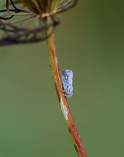 Citrus flatid planthopper - Metcalfa pruinosa I wonder if the white stuff is feeding damage? Or eggs? Maybe just some kind of plant exudate?

Habitat: Daucus carota; meadow
https://www.jungledragon.com/image/137338/citrus_flatid_planthopper_-_metcalfa_pruinosa.html Citrus flatid planthopper,Geotagged,Metcalfa,Metcalfa pruinosa,Summer,United States,flatidae,planthopper