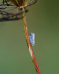 Citrus flatid planthopper - Metcalfa pruinosa I wonder if the white stuff is feeding damage? Or eggs? Maybe just some kind of plant exudate?<br />
<br />
Habitat: Daucus carota; meadow<br />
https://www.jungledragon.com/image/137338/citrus_flatid_planthopper_-_metcalfa_pruinosa.html Citrus flatid planthopper,Geotagged,Metcalfa,Metcalfa pruinosa,Summer,United States,flatidae,planthopper