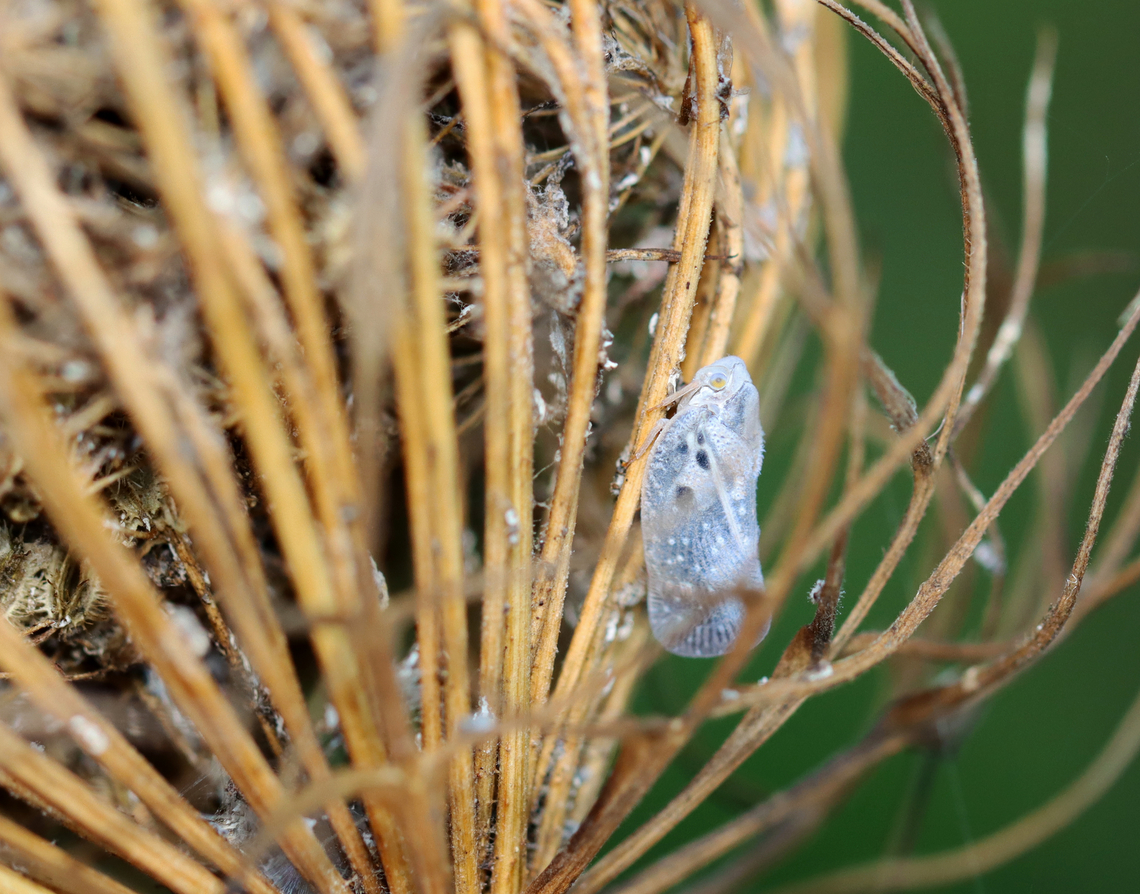 Citrus flatid planthopper - Metcalfa pruinosa The wild carrot seed heads were full of insects and spiders. I might need to do a study of them in autumn!<br />
<br />
Habitat: Daucus carota; meadow<br />
<figure class="photo"><a href="https://www.jungledragon.com/image/137337/citrus_flatid_planthopper_-_metcalfa_pruinosa.html" title="Citrus flatid planthopper - Metcalfa pruinosa"><img src="https://s3.amazonaws.com/media.jungledragon.com/images/3232/137337_thumb.jpg?AWSAccessKeyId=05GMT0V3GWVNE7GGM1R2&Expires=1767225610&Signature=actgbSuLDVTTnYPGWeQ7txjKOAM%3D" width="120" height="152" alt="Citrus flatid planthopper - Metcalfa pruinosa I wonder if the white stuff is feeding damage? Or eggs? Maybe just some kind of plant exudate?<br />
<br />
Habitat: Daucus carota; meadow<br />
https://www.jungledragon.com/image/137338/citrus_flatid_planthopper_-_metcalfa_pruinosa.html Citrus flatid planthopper,Geotagged,Metcalfa,Metcalfa pruinosa,Summer,United States,flatidae,planthopper" /></a></figure> Citrus flatid planthopper,Geotagged,Metcalfa pruinosa,Summer,United States