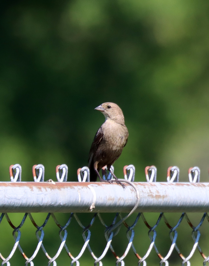 Brown-headed Cowbird (Female) - Molothrus ater Enjoying the baseball game, despite the heat. Her mate was a meter or so away, also sitting on the fence.<br />
<br />
Habitat: Rural baseball field<br />
<figure class="photo"><a href="https://www.jungledragon.com/image/137364/brown-headed_cowbird_male_-_molothrus_ater.html" title="Brown-headed Cowbird (Male) - Molothrus ater"><img src="https://s3.amazonaws.com/media.jungledragon.com/images/3232/137364_thumb.jpg?AWSAccessKeyId=05GMT0V3GWVNE7GGM1R2&Expires=1759968010&Signature=1UVbNroGWdktXg53X297APf5Hto%3D" width="200" height="162" alt="Brown-headed Cowbird (Male) - Molothrus ater This fella was watching my kids&#039; baseball game, along with his mate.<br />
<br />
Habitat: Rural baseball field<br />
https://www.jungledragon.com/image/137363/brown-headed_cowbird_female_-_molothrus_ater.html Brown-headed Cowbird,Geotagged,Molothrus,Molothrus ater,Summer,United States,bird,cowbird" /></a></figure> Brown-headed Cowbird,Geotagged,Molothrus ater,Summer,United States