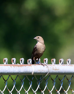 Brown-headed Cowbird (Female) - Molothrus ater Enjoying the baseball game, despite the heat. Her mate was a meter or so away, also sitting on the fence.

Habitat: Rural baseball field
https://www.jungledragon.com/image/137364/brown-headed_cowbird_male_-_molothrus_ater.html Brown-headed Cowbird,Geotagged,Molothrus ater,Summer,United States