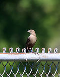 Brown-headed Cowbird (Female) - Molothrus ater Enjoying the baseball game, despite the heat. Her mate was a meter or so away, also sitting on the fence.<br />
<br />
Habitat: Rural baseball field<br />
https://www.jungledragon.com/image/137364/brown-headed_cowbird_male_-_molothrus_ater.html Brown-headed Cowbird,Geotagged,Molothrus ater,Summer,United States