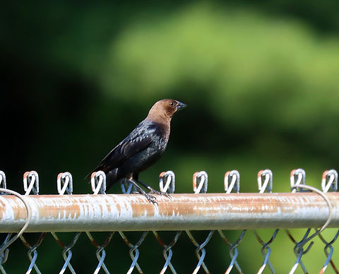 Brown-headed Cowbird (Male) - Molothrus ater This fella was watching my kids' baseball game, along with his mate.

Habitat: Rural baseball field
https://www.jungledragon.com/image/137363/brown-headed_cowbird_female_-_molothrus_ater.html Brown-headed Cowbird,Geotagged,Molothrus,Molothrus ater,Summer,United States,bird,cowbird