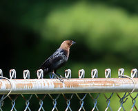 Brown-headed Cowbird (Male) - Molothrus ater This fella was watching my kids' baseball game, along with his mate.<br />
<br />
Habitat: Rural baseball field<br />
https://www.jungledragon.com/image/137363/brown-headed_cowbird_female_-_molothrus_ater.html Brown-headed Cowbird,Geotagged,Molothrus,Molothrus ater,Summer,United States,bird,cowbird
