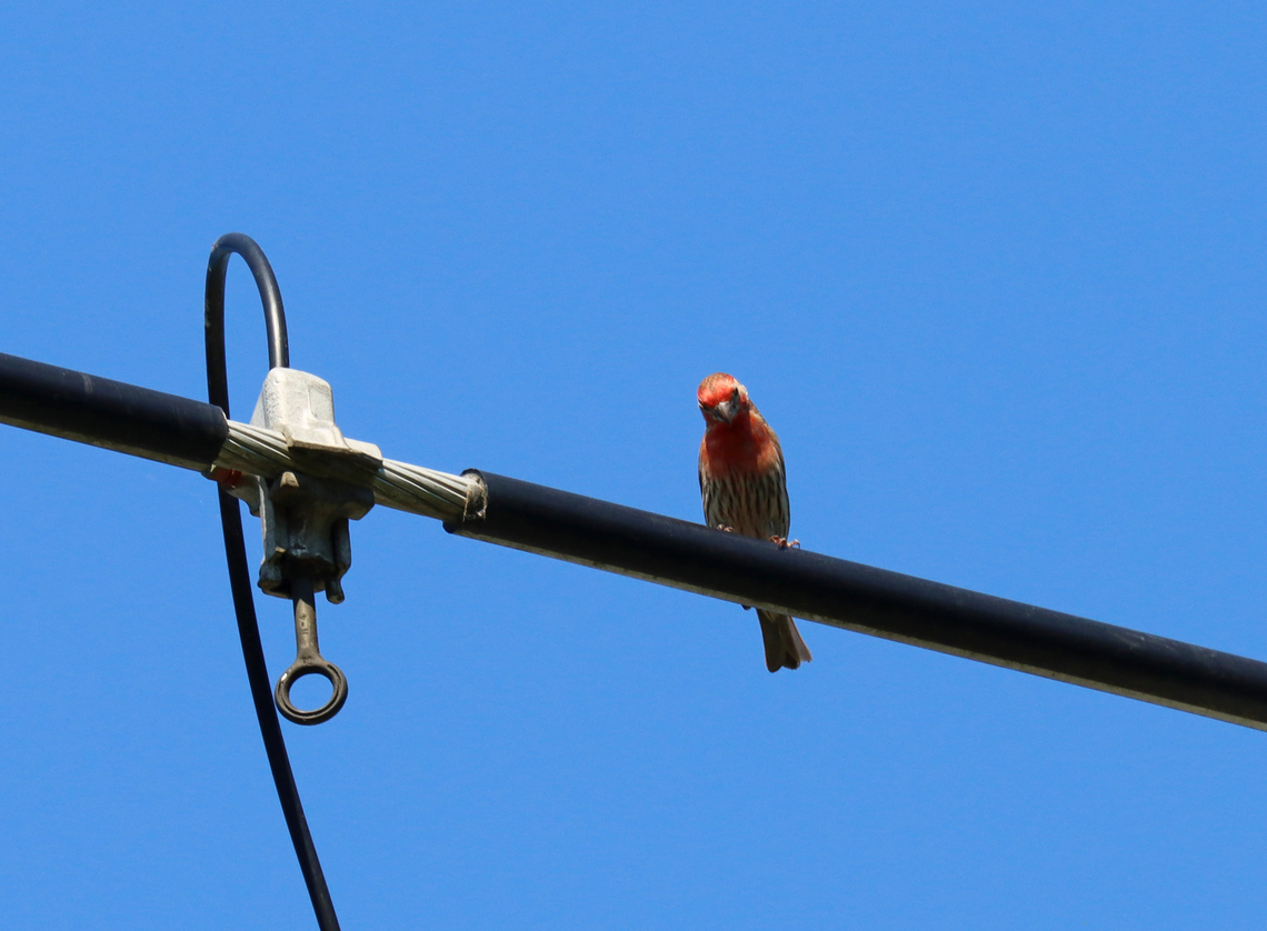 House Finch (Male) - Haemorhous mexicanus This finch was probably judging me for paying more attention to birds than baseball.<br />
<br />
Habitat: Rural baseball field Carpodacus mexicanus,Geotagged,Haemorhous,Haemorhous mexicanus,House Finch,Summer,United States,bird,finch