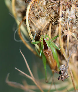 Short-winged meadow katydid - Conocephalus brevipennis Habitat: Daucus carota seed head; meadow
https://www.jungledragon.com/image/137411/katydid_-_family_tettigoniidae.html
https://www.jungledragon.com/image/137409/katydid_-_family_tettigoniidae.html
https://www.jungledragon.com/image/137408/katydid_-_family_tettigoniidae.html Conocephalus brevipennis,Geotagged,Short-winged meadow katydid,Summer,Tettigoniidae,United States,daucus carota,katydid,wild carrot