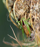 Short-winged meadow katydid - Conocephalus brevipennis Habitat: Daucus carota seed head; meadow<br />
https://www.jungledragon.com/image/137411/katydid_-_family_tettigoniidae.html<br />
https://www.jungledragon.com/image/137409/katydid_-_family_tettigoniidae.html<br />
https://www.jungledragon.com/image/137408/katydid_-_family_tettigoniidae.html Conocephalus brevipennis,Geotagged,Short-winged meadow katydid,Summer,Tettigoniidae,United States,daucus carota,katydid,wild carrot