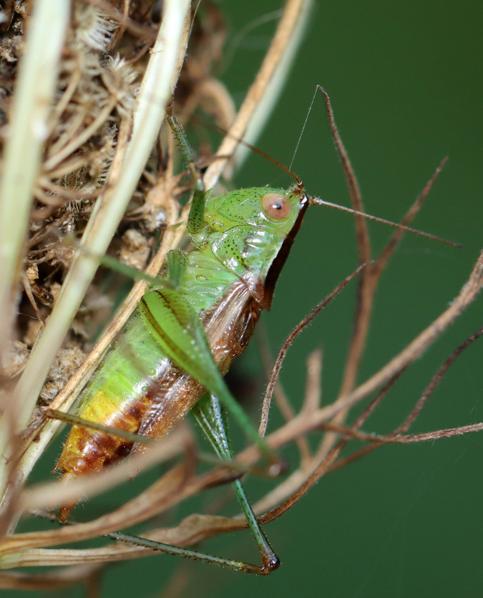 Short-winged meadow katydid - Conocephalus brevipennis Habitat: Daucus carota seed head; meadow<br />
<figure class="photo"><a href="https://www.jungledragon.com/image/137411/short-winged_meadow_katydid_-_conocephalus_brevipennis.html" title="Short-winged meadow katydid - Conocephalus brevipennis"><img src="https://s3.amazonaws.com/media.jungledragon.com/images/3232/137411_thumb.jpg?AWSAccessKeyId=05GMT0V3GWVNE7GGM1R2&Expires=1759968010&Signature=opqdOsQ%2B64l5LT6RD2feMS%2Fy0f0%3D" width="200" height="152" alt="Short-winged meadow katydid - Conocephalus brevipennis Habitat: Daucus carota seed head; meadow<br />
https://www.jungledragon.com/image/137411/katydid_-_family_tettigoniidae.html<br />
https://www.jungledragon.com/image/137409/katydid_-_family_tettigoniidae.html<br />
https://www.jungledragon.com/image/137408/katydid_-_family_tettigoniidae.html Conocephalus brevipennis,Geotagged,Short-winged meadow katydid,Summer,Tettigoniidae,United States,daucus carota,katydid,wild carrot" /></a></figure><br />
<figure class="photo"><a href="https://www.jungledragon.com/image/137409/short-winged_meadow_katydid_-_conocephalus_brevipennis.html" title="Short-winged meadow katydid - Conocephalus brevipennis"><img src="https://s3.amazonaws.com/media.jungledragon.com/images/3232/137409_thumb.jpg?AWSAccessKeyId=05GMT0V3GWVNE7GGM1R2&Expires=1759968010&Signature=X3NwKvpHfHHyP4L%2BHcv5sQIGMI0%3D" width="124" height="152" alt="Short-winged meadow katydid - Conocephalus brevipennis Habitat: Daucus carota seed head; meadow<br />
https://www.jungledragon.com/image/137411/katydid_-_family_tettigoniidae.html<br />
https://www.jungledragon.com/image/137409/katydid_-_family_tettigoniidae.html<br />
https://www.jungledragon.com/image/137408/katydid_-_family_tettigoniidae.html Conocephalus,Conocephalus brevipennis,Geotagged,Short-winged meadow katydid,Summer,United States" /></a></figure><br />
<figure class="photo"><a href="https://www.jungledragon.com/image/137408/short-winged_meadow_katydid_-_conocephalus_brevipennis.html" title="Short-winged meadow katydid - Conocephalus brevipennis"><img src="https://s3.amazonaws.com/media.jungledragon.com/images/3232/137408_thumb.jpg?AWSAccessKeyId=05GMT0V3GWVNE7GGM1R2&Expires=1759968010&Signature=T%2FpjUwKkGMkiLksdzI7DYmPs%2F2A%3D" width="130" height="152" alt="Short-winged meadow katydid - Conocephalus brevipennis Habitat: Daucus carota seed head; meadow<br />
https://www.jungledragon.com/image/137411/katydid_-_family_tettigoniidae.html<br />
https://www.jungledragon.com/image/137409/katydid_-_family_tettigoniidae.html<br />
https://www.jungledragon.com/image/137408/katydid_-_family_tettigoniidae.html Conocephalus brevipennis,Geotagged,Short-winged meadow katydid,Summer,Tettigoniidae,United States,daucus carota,katydid,wild carrot" /></a></figure> Conocephalus,Conocephalus brevipennis,Geotagged,Short-winged meadow katydid,Summer,United States