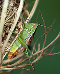 Short-winged meadow katydid - Conocephalus brevipennis Habitat: Daucus carota seed head; meadow<br />
https://www.jungledragon.com/image/137411/katydid_-_family_tettigoniidae.html<br />
https://www.jungledragon.com/image/137409/katydid_-_family_tettigoniidae.html<br />
https://www.jungledragon.com/image/137408/katydid_-_family_tettigoniidae.html Conocephalus,Conocephalus brevipennis,Geotagged,Short-winged meadow katydid,Summer,United States