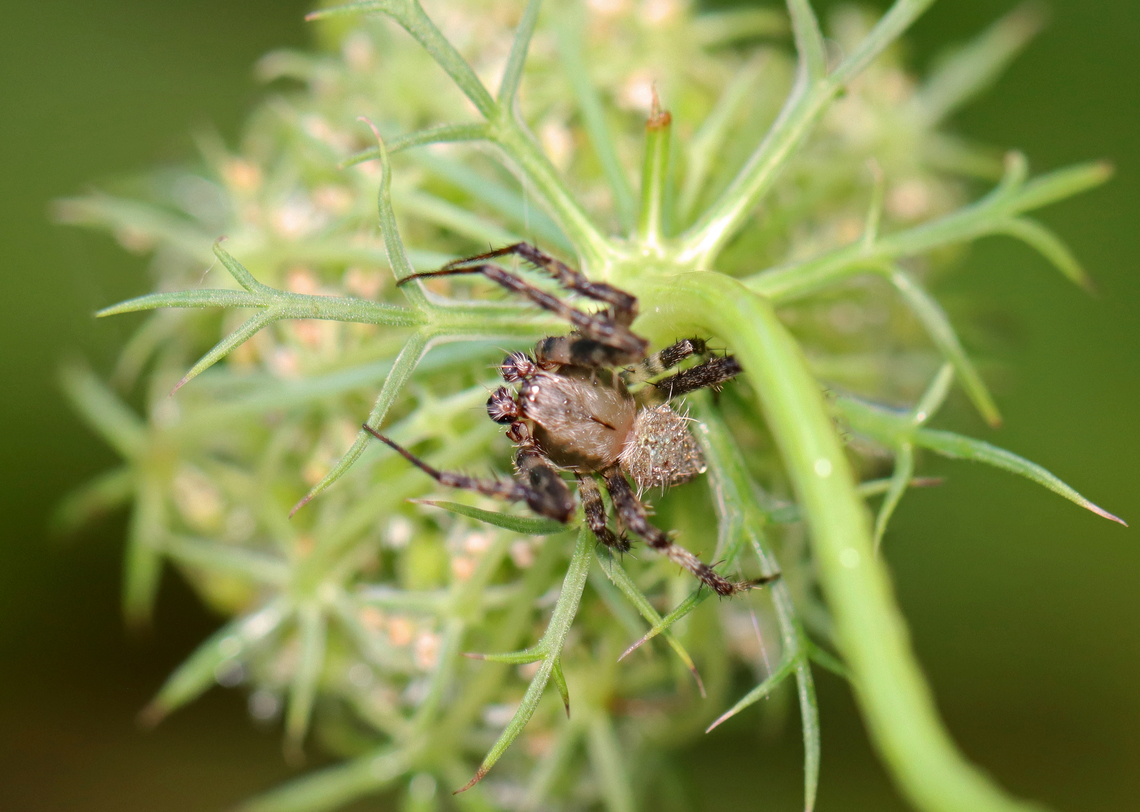 Neoscona crucifera (Male) Habitat: Wild carrot (Daucus carota) Araneidae,Daucus carota,Geotagged,Hentz’s orbweaver,Neoscona crucifera,Summer,United States,arachnid,araneinae,spider,wild carrot