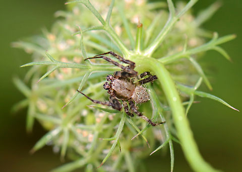 Neoscona crucifera (Male) Habitat: Wild carrot (Daucus carota) Araneidae,Daucus carota,Geotagged,Hentz’s orbweaver,Neoscona crucifera,Summer,United States,arachnid,araneinae,spider,wild carrot