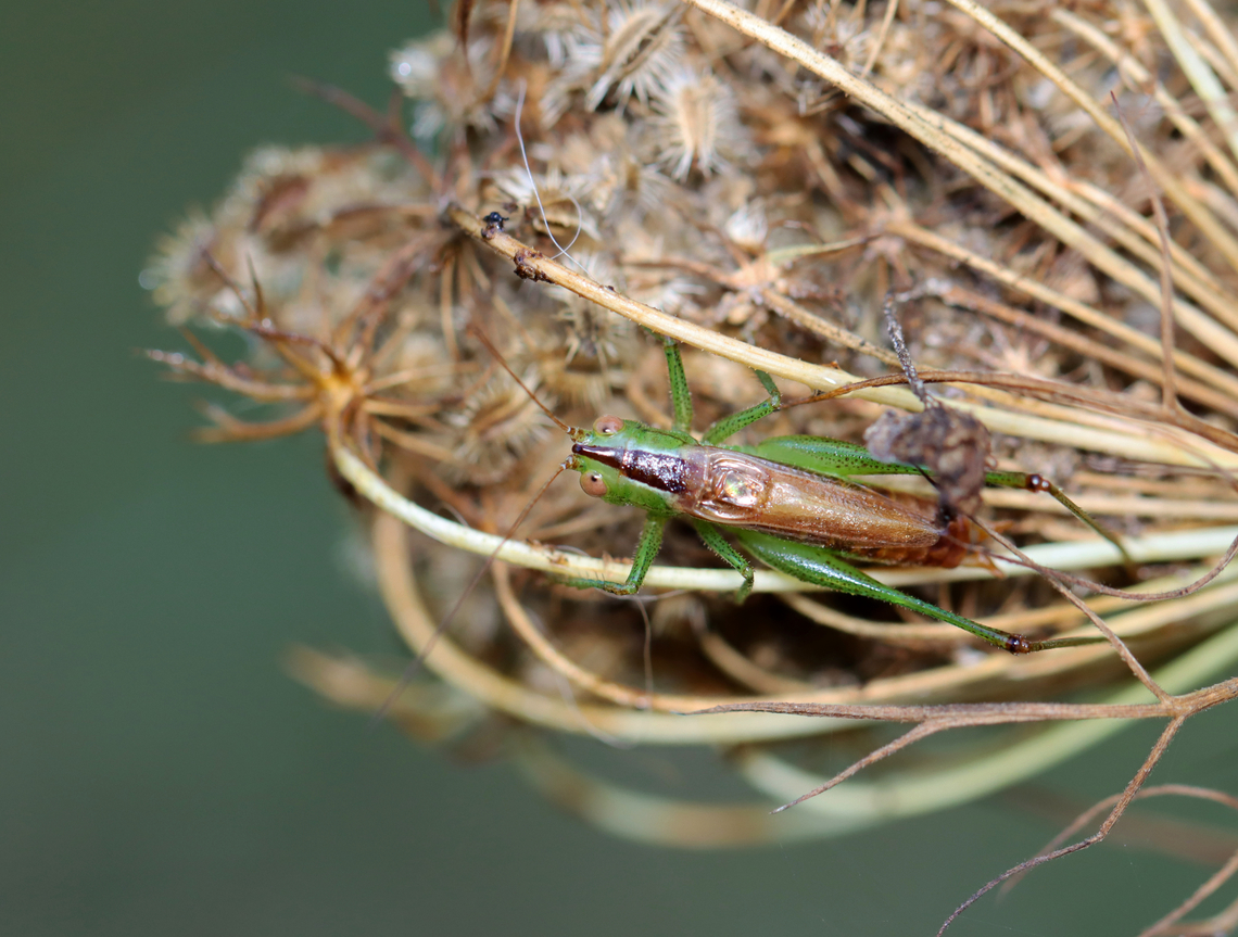 Short-winged meadow katydid - Conocephalus brevipennis Habitat: Daucus carota seed head; meadow<br />
<figure class="photo"><a href="https://www.jungledragon.com/image/137411/short-winged_meadow_katydid_-_conocephalus_brevipennis.html" title="Short-winged meadow katydid - Conocephalus brevipennis"><img src="https://s3.amazonaws.com/media.jungledragon.com/images/3232/137411_thumb.jpg?AWSAccessKeyId=05GMT0V3GWVNE7GGM1R2&Expires=1767225610&Signature=M6RuouCANPwjcauXhUJqmUEi5MQ%3D" width="200" height="152" alt="Short-winged meadow katydid - Conocephalus brevipennis Habitat: Daucus carota seed head; meadow<br />
https://www.jungledragon.com/image/137411/katydid_-_family_tettigoniidae.html<br />
https://www.jungledragon.com/image/137409/katydid_-_family_tettigoniidae.html<br />
https://www.jungledragon.com/image/137408/katydid_-_family_tettigoniidae.html Conocephalus brevipennis,Geotagged,Short-winged meadow katydid,Summer,Tettigoniidae,United States,daucus carota,katydid,wild carrot" /></a></figure><br />
<figure class="photo"><a href="https://www.jungledragon.com/image/137409/short-winged_meadow_katydid_-_conocephalus_brevipennis.html" title="Short-winged meadow katydid - Conocephalus brevipennis"><img src="https://s3.amazonaws.com/media.jungledragon.com/images/3232/137409_thumb.jpg?AWSAccessKeyId=05GMT0V3GWVNE7GGM1R2&Expires=1767225610&Signature=0%2FI07StEMPt%2FNTdbY%2Bt8soTLSpI%3D" width="124" height="152" alt="Short-winged meadow katydid - Conocephalus brevipennis Habitat: Daucus carota seed head; meadow<br />
https://www.jungledragon.com/image/137411/katydid_-_family_tettigoniidae.html<br />
https://www.jungledragon.com/image/137409/katydid_-_family_tettigoniidae.html<br />
https://www.jungledragon.com/image/137408/katydid_-_family_tettigoniidae.html Conocephalus,Conocephalus brevipennis,Geotagged,Short-winged meadow katydid,Summer,United States" /></a></figure><br />
<figure class="photo"><a href="https://www.jungledragon.com/image/137408/short-winged_meadow_katydid_-_conocephalus_brevipennis.html" title="Short-winged meadow katydid - Conocephalus brevipennis"><img src="https://s3.amazonaws.com/media.jungledragon.com/images/3232/137408_thumb.jpg?AWSAccessKeyId=05GMT0V3GWVNE7GGM1R2&Expires=1767225610&Signature=HvqdNs6DpmcoIDrCtYyJXTL0OpM%3D" width="130" height="152" alt="Short-winged meadow katydid - Conocephalus brevipennis Habitat: Daucus carota seed head; meadow<br />
https://www.jungledragon.com/image/137411/katydid_-_family_tettigoniidae.html<br />
https://www.jungledragon.com/image/137409/katydid_-_family_tettigoniidae.html<br />
https://www.jungledragon.com/image/137408/katydid_-_family_tettigoniidae.html Conocephalus brevipennis,Geotagged,Short-winged meadow katydid,Summer,Tettigoniidae,United States,daucus carota,katydid,wild carrot" /></a></figure> Conocephalus brevipennis,Geotagged,Short-winged meadow katydid,Summer,Tettigoniidae,United States,daucus carota,katydid,wild carrot
