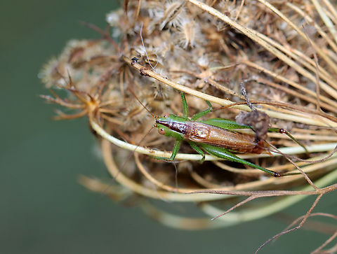 Short-winged meadow katydid - Conocephalus brevipennis Habitat: Daucus carota seed head; meadow
https://www.jungledragon.com/image/137411/katydid_-_family_tettigoniidae.html
https://www.jungledragon.com/image/137409/katydid_-_family_tettigoniidae.html
https://www.jungledragon.com/image/137408/katydid_-_family_tettigoniidae.html Conocephalus brevipennis,Geotagged,Short-winged meadow katydid,Summer,Tettigoniidae,United States,daucus carota,katydid,wild carrot