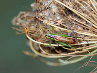 Short-winged meadow katydid - Conocephalus brevipennis Habitat: Daucus carota seed head; meadow<br />
https://www.jungledragon.com/image/137411/katydid_-_family_tettigoniidae.html<br />
https://www.jungledragon.com/image/137409/katydid_-_family_tettigoniidae.html<br />
https://www.jungledragon.com/image/137408/katydid_-_family_tettigoniidae.html Conocephalus brevipennis,Geotagged,Short-winged meadow katydid,Summer,Tettigoniidae,United States,daucus carota,katydid,wild carrot