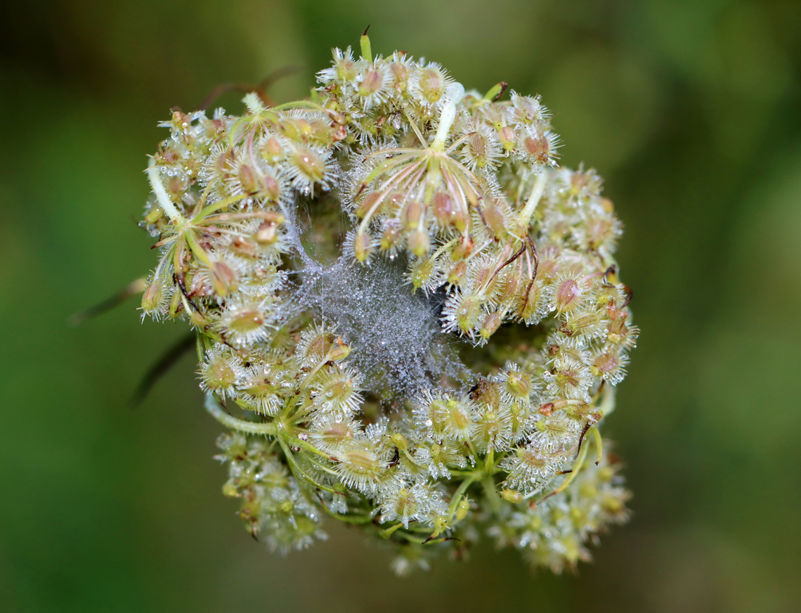 Spider Web in Wild Carrot (Daucus carota) Habitat: Meadow Geotagged,Summer,United States,daucus carota,signs of wildlife,spider web,web,wild carrot