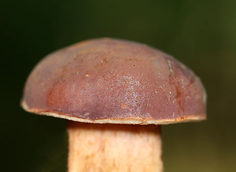 Mushroom - Xanthoconium purpureum Habitat: Growing on the ground; mixed forest with lots of pine and oak
https://www.jungledragon.com/image/137419/mushroom_-_xanthoconium_purpureum.html
https://www.jungledragon.com/image/137418/mushroom_-_xanthoconium_purpureum.html
https://www.jungledragon.com/image/137416/mushroom_-_xanthoconium_purpureum.html
https://www.jungledragon.com/image/137415/mushroom_-_xanthoconium_purpureum.html Geotagged,Summer,United States,Xanthoconium purpureum