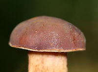 Mushroom - Xanthoconium purpureum Habitat: Growing on the ground; mixed forest with lots of pine and oak<br />
https://www.jungledragon.com/image/137419/mushroom_-_xanthoconium_purpureum.html<br />
https://www.jungledragon.com/image/137418/mushroom_-_xanthoconium_purpureum.html<br />
https://www.jungledragon.com/image/137416/mushroom_-_xanthoconium_purpureum.html<br />
https://www.jungledragon.com/image/137415/mushroom_-_xanthoconium_purpureum.html Geotagged,Summer,United States,Xanthoconium purpureum