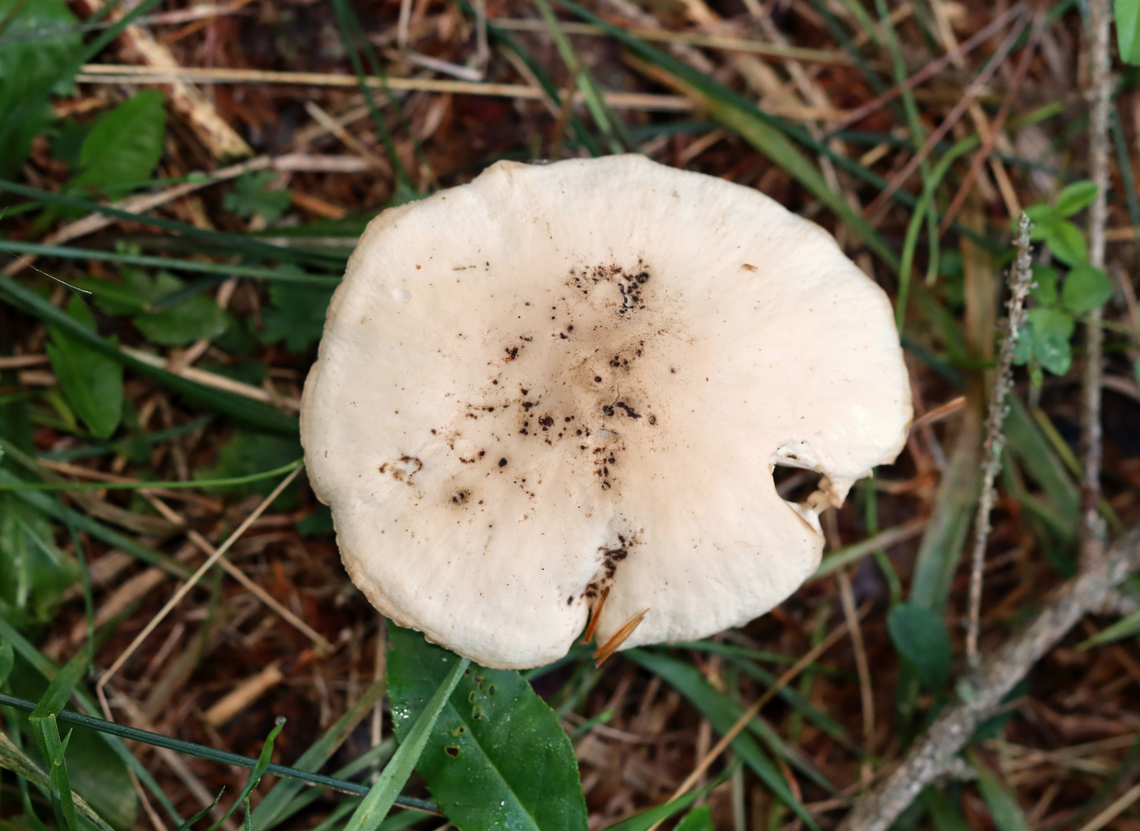 Mushroom - Collybiopsis sp. It could also be Entoloma sp.<br />
<br />
Habitat: Growing under pine in a meadow Collybiopsis,Geotagged,Summer,United States,fungus,mushroom