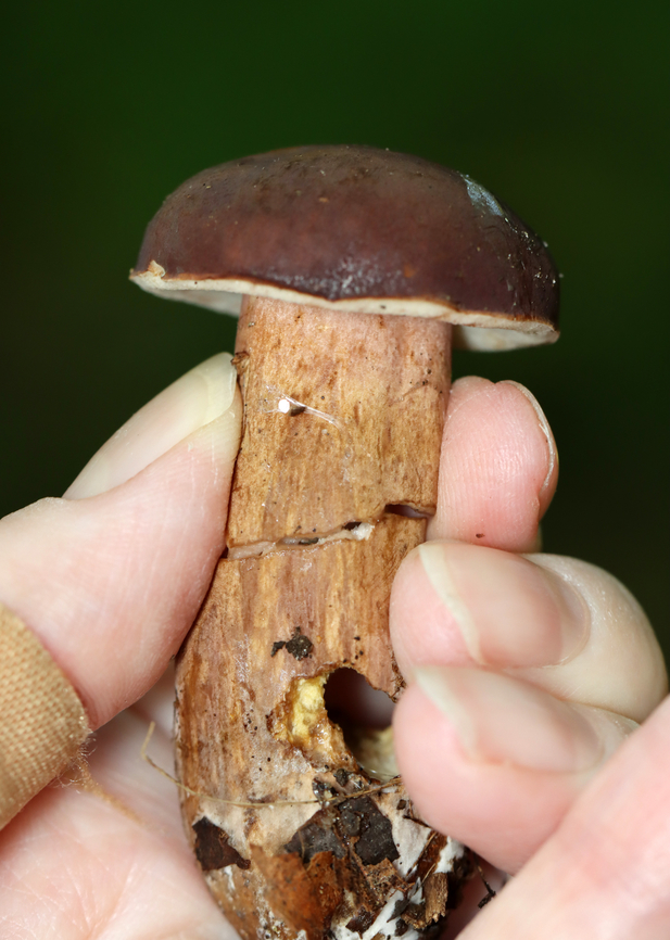 Mushroom - Xanthoconium purpureum Habitat: Growing on the ground; mixed forest with lots of pine and oak<br />
<figure class="photo"><a href="https://www.jungledragon.com/image/137419/mushroom_-_xanthoconium_purpureum.html" title="Mushroom - Xanthoconium purpureum"><img src="https://s3.amazonaws.com/media.jungledragon.com/images/3232/137419_thumb.jpg?AWSAccessKeyId=05GMT0V3GWVNE7GGM1R2&Expires=1759968010&Signature=OISFbFysQ7%2BQlROFKoFrrd8Qhfg%3D" width="200" height="160" alt="Mushroom - Xanthoconium purpureum Habitat: Growing on the ground; mixed forest with lots of pine and oak<br />
https://www.jungledragon.com/image/137419/mushroom_-_xanthoconium_purpureum.html<br />
https://www.jungledragon.com/image/137418/mushroom_-_xanthoconium_purpureum.html<br />
https://www.jungledragon.com/image/137416/mushroom_-_xanthoconium_purpureum.html<br />
https://www.jungledragon.com/image/137415/mushroom_-_xanthoconium_purpureum.html Geotagged,Summer,United States,Xanthoconium,Xanthoconium purpureum,bolete,fungus,mushroom" /></a></figure><br />
<figure class="photo"><a href="https://www.jungledragon.com/image/137418/mushroom_-_xanthoconium_purpureum.html" title="Mushroom - Xanthoconium purpureum"><img src="https://s3.amazonaws.com/media.jungledragon.com/images/3232/137418_thumb.jpg?AWSAccessKeyId=05GMT0V3GWVNE7GGM1R2&Expires=1759968010&Signature=lBlf7kMBpSBVrx2ir7E6iElCrCI%3D" width="110" height="152" alt="Mushroom - Xanthoconium purpureum Habitat: Growing on the ground; mixed forest with lots of pine and oak<br />
https://www.jungledragon.com/image/137419/mushroom_-_xanthoconium_purpureum.html<br />
https://www.jungledragon.com/image/137418/mushroom_-_xanthoconium_purpureum.html<br />
https://www.jungledragon.com/image/137416/mushroom_-_xanthoconium_purpureum.html<br />
https://www.jungledragon.com/image/137415/mushroom_-_xanthoconium_purpureum.html Geotagged,Summer,United States,Xanthoconium purpureum" /></a></figure><br />
<figure class="photo"><a href="https://www.jungledragon.com/image/137416/mushroom_-_xanthoconium_purpureum.html" title="Mushroom - Xanthoconium purpureum"><img src="https://s3.amazonaws.com/media.jungledragon.com/images/3232/137416_thumb.jpg?AWSAccessKeyId=05GMT0V3GWVNE7GGM1R2&Expires=1759968010&Signature=eX6iZnl2HDX%2BA6NTFcUL9NgI5eU%3D" width="200" height="146" alt="Mushroom - Xanthoconium purpureum Habitat: Growing on the ground; mixed forest with lots of pine and oak<br />
https://www.jungledragon.com/image/137419/mushroom_-_xanthoconium_purpureum.html<br />
https://www.jungledragon.com/image/137418/mushroom_-_xanthoconium_purpureum.html<br />
https://www.jungledragon.com/image/137416/mushroom_-_xanthoconium_purpureum.html<br />
https://www.jungledragon.com/image/137415/mushroom_-_xanthoconium_purpureum.html Geotagged,Summer,United States,Xanthoconium purpureum" /></a></figure><br />
<figure class="photo"><a href="https://www.jungledragon.com/image/137415/mushroom_-_xanthoconium_purpureum.html" title="Mushroom - Xanthoconium purpureum"><img src="https://s3.amazonaws.com/media.jungledragon.com/images/3232/137415_thumb.jpg?AWSAccessKeyId=05GMT0V3GWVNE7GGM1R2&Expires=1759968010&Signature=zP2tV%2BQgyB2ZLkTzl3CWcEeWlKE%3D" width="108" height="152" alt="Mushroom - Xanthoconium purpureum Habitat: Growing on the ground; mixed forest with lots of pine and oak<br />
https://www.jungledragon.com/image/137419/mushroom_-_xanthoconium_purpureum.html<br />
https://www.jungledragon.com/image/137418/mushroom_-_xanthoconium_purpureum.html<br />
https://www.jungledragon.com/image/137416/mushroom_-_xanthoconium_purpureum.html<br />
https://www.jungledragon.com/image/137415/mushroom_-_xanthoconium_purpureum.html Geotagged,Summer,United States,Xanthoconium purpureum" /></a></figure> Geotagged,Summer,United States,Xanthoconium purpureum