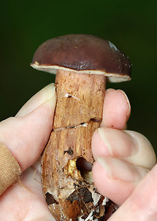 Mushroom - Xanthoconium purpureum Habitat: Growing on the ground; mixed forest with lots of pine and oak
https://www.jungledragon.com/image/137419/mushroom_-_xanthoconium_purpureum.html
https://www.jungledragon.com/image/137418/mushroom_-_xanthoconium_purpureum.html
https://www.jungledragon.com/image/137416/mushroom_-_xanthoconium_purpureum.html
https://www.jungledragon.com/image/137415/mushroom_-_xanthoconium_purpureum.html Geotagged,Summer,United States,Xanthoconium purpureum