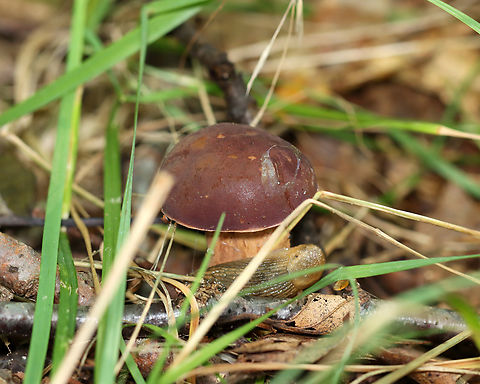 Mushroom - Xanthoconium purpureum Habitat: Growing on the ground; mixed forest with lots of pine and oak
https://www.jungledragon.com/image/137419/mushroom_-_xanthoconium_purpureum.html
https://www.jungledragon.com/image/137418/mushroom_-_xanthoconium_purpureum.html
https://www.jungledragon.com/image/137416/mushroom_-_xanthoconium_purpureum.html
https://www.jungledragon.com/image/137415/mushroom_-_xanthoconium_purpureum.html Geotagged,Summer,United States,Xanthoconium,Xanthoconium purpureum,bolete,fungus,mushroom