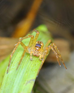 Six-spotted Fishing Spider - Dolomedes triton I frequently see these spiders on the edges of this pond.

Habitat: Woodland pond
https://www.jungledragon.com/image/137453/six-spotted_fishing_spider_-_dolomedes_triton.html Dolomedes triton,Geotagged,Six-spotted fishing spider,Summer,United States