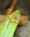 Six-spotted Fishing Spider - Dolomedes triton I frequently see these spiders on the edges of this pond.<br />
<br />
Habitat: Woodland pond<br />
https://www.jungledragon.com/image/137453/six-spotted_fishing_spider_-_dolomedes_triton.html Dolomedes triton,Geotagged,Six-spotted fishing spider,Summer,United States