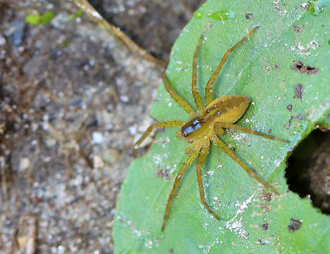 Six-spotted Fishing Spider - Dolomedes triton I frequently see these spiders on the edges of this pond.

Habitat: Woodland pond
https://www.jungledragon.com/image/137452/six-spotted_fishing_spider_-_dolomedes_triton.html
 Dolomedes triton,Geotagged,Six-spotted fishing spider,Summer,United States,dolomedes,fishing spider,spider