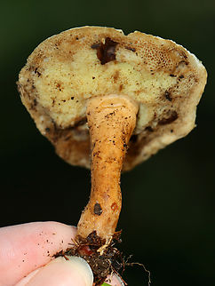 Mushroom - Gyroporus sp. Habitat: Growing on the ground near the edge of a nature trail; mixed forest
https://www.jungledragon.com/image/137455/mushroom_-_family_boletaceae_maybe_aureoboletus_sp.html Geotagged,Summer,United States