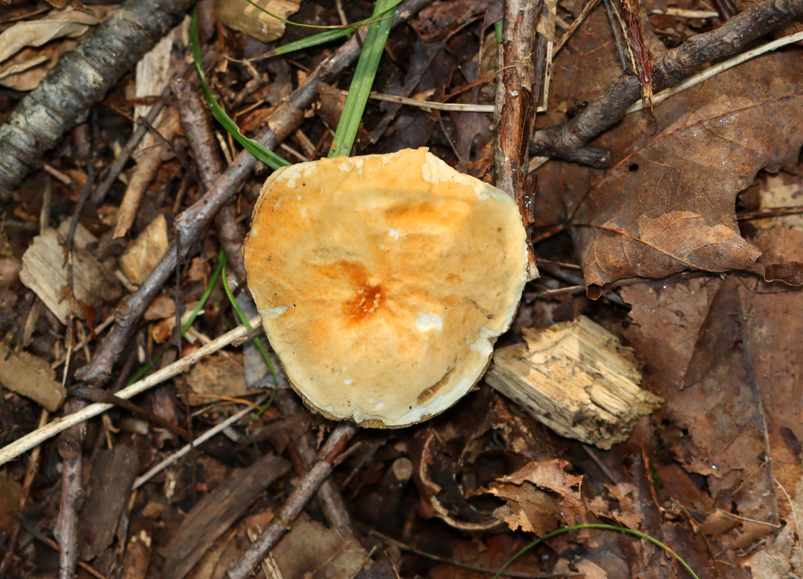 Mushroom - Gyroporus sp. Habitat: Growing on the ground near the edge of a nature trail; mixed forest<br />
<figure class="photo"><a href="https://www.jungledragon.com/image/137454/mushroom_-_gyroporus_sp.html" title="Mushroom - Gyroporus sp."><img src="https://s3.amazonaws.com/media.jungledragon.com/images/3232/137454_thumb.jpg?AWSAccessKeyId=05GMT0V3GWVNE7GGM1R2&Expires=1769040010&Signature=xYfud0GgfeDS1sMnYPiTrXafXoA%3D" width="116" height="152" alt="Mushroom - Gyroporus sp. Habitat: Growing on the ground near the edge of a nature trail; mixed forest<br />
https://www.jungledragon.com/image/137455/mushroom_-_family_boletaceae_maybe_aureoboletus_sp.html Geotagged,Summer,United States" /></a></figure> Geotagged,Gyroporus,Summer,United States,fungus,mushroom