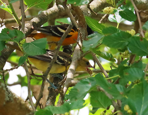Baltimore Orioles - Icterus galbula This pair of orioles has been visiting this tree in my yard every day lately. The male picks the fruits and feeds them to the female. 

*In this photo, she is chomping away on the fruit he just fed to her.

Habitat : Rural yard
https://www.jungledragon.com/image/137520/baltimore_orioles_-_icterus_galbula.html
https://www.jungledragon.com/image/137518/baltimore_orioles_-_icterus_galbula.html
https://www.jungledragon.com/image/137519/baltimore_orioles_-_icterus_galbula.html

 Baltimore oriole,Geotagged,Icterus galbula,Summer,United States