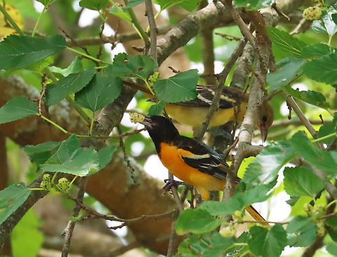 Baltimore Orioles - Icterus galbula This pair of orioles has been visiting this tree in my yard every day lately. The male picks the fruits and feeds them to the female.
*In this photo, he is patiently waiting for her to take the next bite from him.
Habitat : Rural yard
https://www.jungledragon.com/image/137520/baltimore_orioles_-_icterus_galbula.html
https://www.jungledragon.com/image/137518/baltimore_orioles_-_icterus_galbula.html
https://www.jungledragon.com/image/137519/baltimore_orioles_-_icterus_galbula.html
Baltimore oriole,Geotagged,Icterus galbula,Summer,United States,mulberry