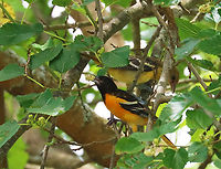 Baltimore Orioles - Icterus galbula This pair of orioles has been visiting this tree in my yard every day lately. The male picks the fruits and feeds them to the female.<br />
<br />
*In this photo, he is patiently waiting for her to take the next bite from him. <br />
<br />
Habitat : Rural yard<br />
https://www.jungledragon.com/image/137520/baltimore_orioles_-_icterus_galbula.html<br />
https://www.jungledragon.com/image/137518/baltimore_orioles_-_icterus_galbula.html<br />
https://www.jungledragon.com/image/137519/baltimore_orioles_-_icterus_galbula.html<br />
Baltimore oriole,Geotagged,Icterus galbula,Summer,United States,mulberry