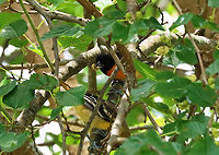 Baltimore Orioles - Icterus galbula This pair of orioles has been visiting this tree in my yard every day lately. The male picks the fruits and feeds them to the female. <br />
<br />
*Here he is waiting to feed her the next bite.<br />
<br />
Habitat : Rural yard<br />
https://www.jungledragon.com/image/137520/baltimore_orioles_-_icterus_galbula.html<br />
https://www.jungledragon.com/image/137518/baltimore_orioles_-_icterus_galbula.html<br />
https://www.jungledragon.com/image/137519/baltimore_orioles_-_icterus_galbula.html<br />
Baltimore oriole,Geotagged,Icterus,Icterus galbula,Summer,United States,oriole