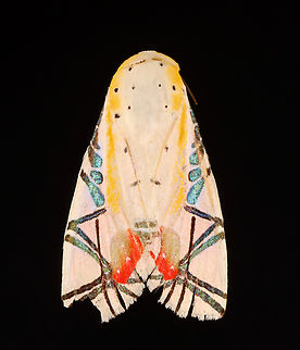 Picasso Moth - Baorisa hieroglyphica This moth is in bad shape, but is one of my favorites in my collection. Its pattern makes it look like a work of art.

*Pinned specimen; native to India and southeast Asia. Baorisa,Baorisa hieroglyphica,Geotagged,Summer,United States,moth,picasso moth