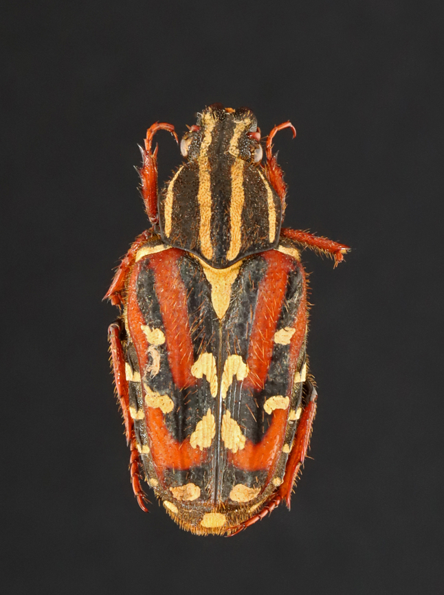 Beetle - Euselates magna This is another battered specimen from my collection. It has a great pattern and is delightfully hairy. <br />
<br />
*Pinned specimen; native to southeast Asia Euselates,Euselates magna,Geotagged,Scarabaeidae,Summer,United States,beetle,coleoptera,scarab beetle