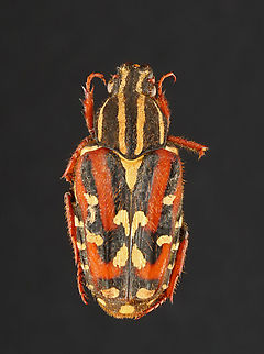 Beetle - Euselates magna This is another battered specimen from my collection. It has a great pattern and is delightfully hairy. 

*Pinned specimen; native to southeast Asia Euselates,Euselates magna,Geotagged,Scarabaeidae,Summer,United States,beetle,coleoptera,scarab beetle